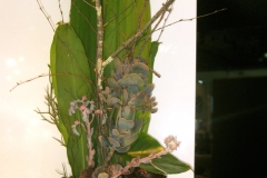 flower-06